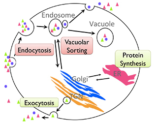 A schematic of a yeast cell