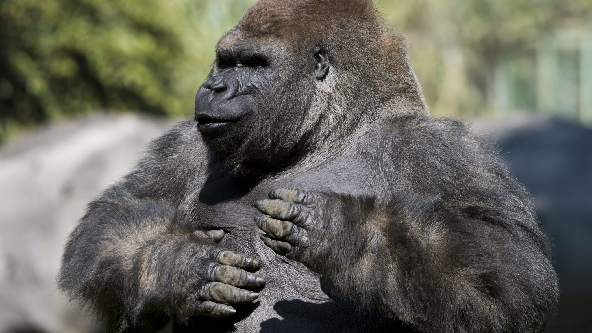 Gorilla, Mexico. Credit: OMAR TORRES/AFP/GETTY IMAGES