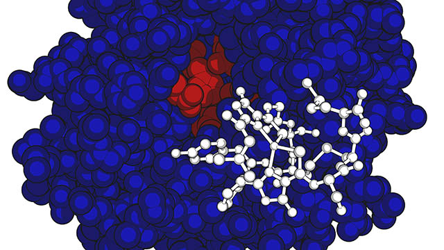 The structure for copper-bound methanobactin (in white) overlays the modeled MbnB protein structure shown in red and blue.