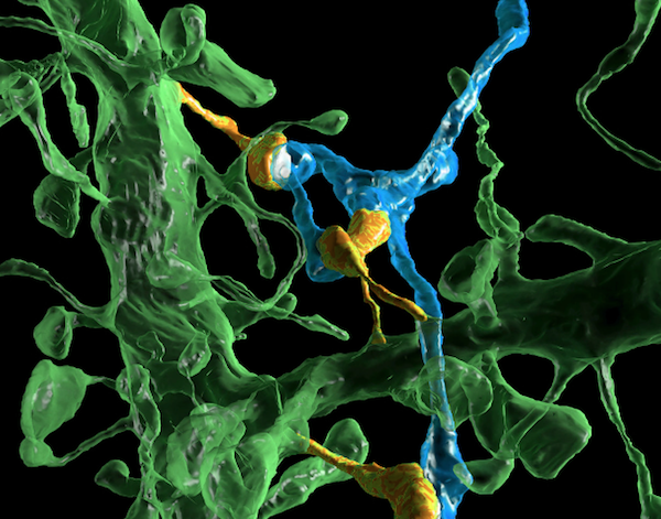 Two neighboring neurons (blue and green) form multiple synaptic connections (orange) with each other (Kasthuri et. al. 2015, Cell)